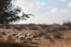 Малчдын орлогыг хэрхэн нэмэгдүүлж байна вэ