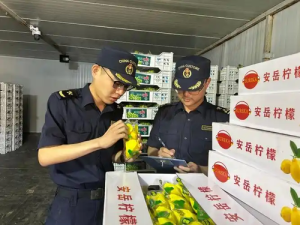 Хятад, Монголын хөдөө аж ахуйн бүтээгдэхүүний ногоон гарцыг идэвхтэй ашиглаж байна